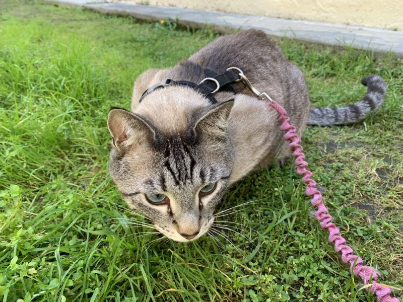 Gray tabby on a leash